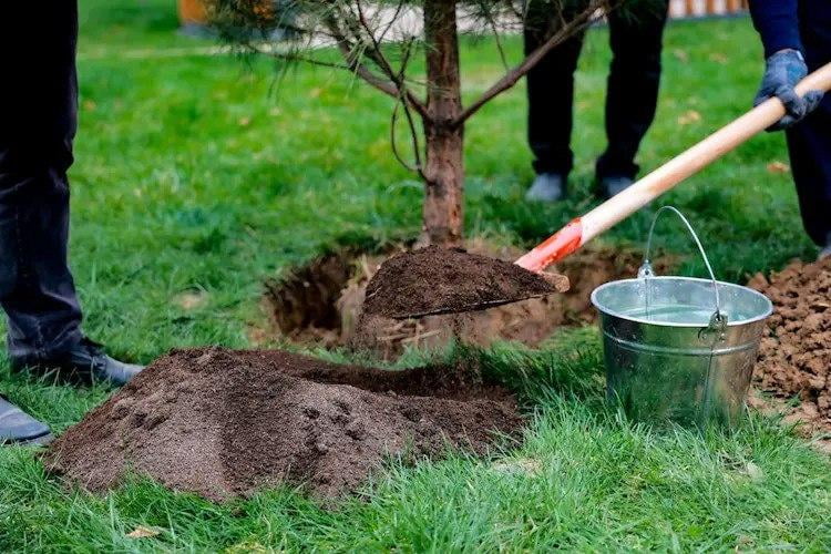 Qashqadaryoda “Yashil makon” loyihasi doirasida 4 mlndan ortiq daraxt ekildi
