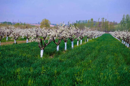 3-aprel uchun ob-havo prognozi eʼlon qilindi