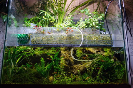 NASA Ойда ўсимлик етиштиришни режалаштирмоқда