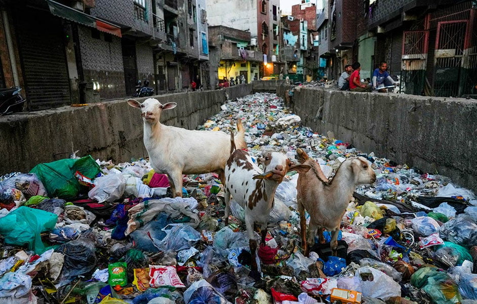 Chiqindilardan yemish qidirayotgan echkilar, avariya bilan tugagan poyga va Tel-avivdagi marosim..