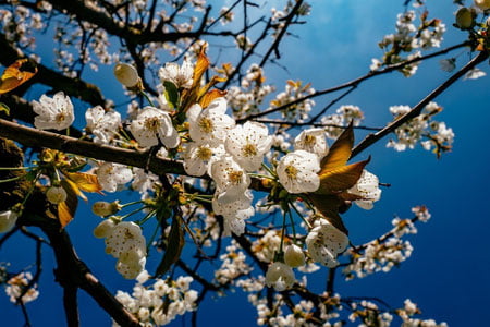 23-aprel uchun ob-havo prognozi eʼlon qilindi