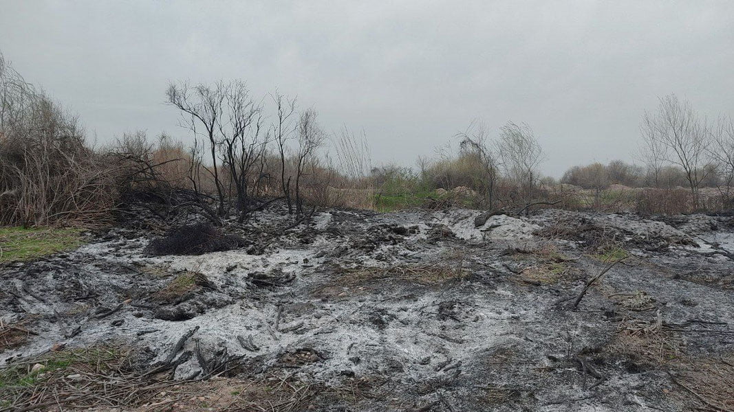 Ohangaronda bog‘ yoqib yuborildi