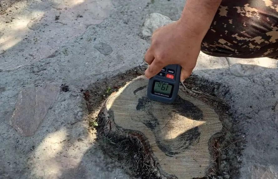 Самарқандда арча кесган фуқаро жазоланди