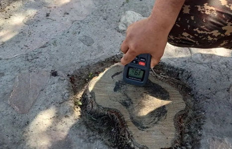 Самарқандда арча кесган фуқаро жазоланди