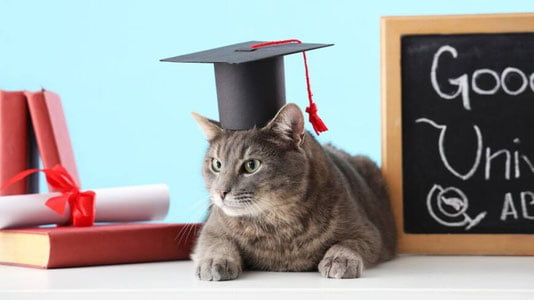 Америкада мушук университет дипломини олади