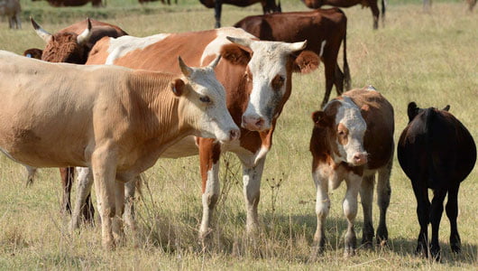 Andijondagi qoramollarda yangi kasallik aniqlandimi?