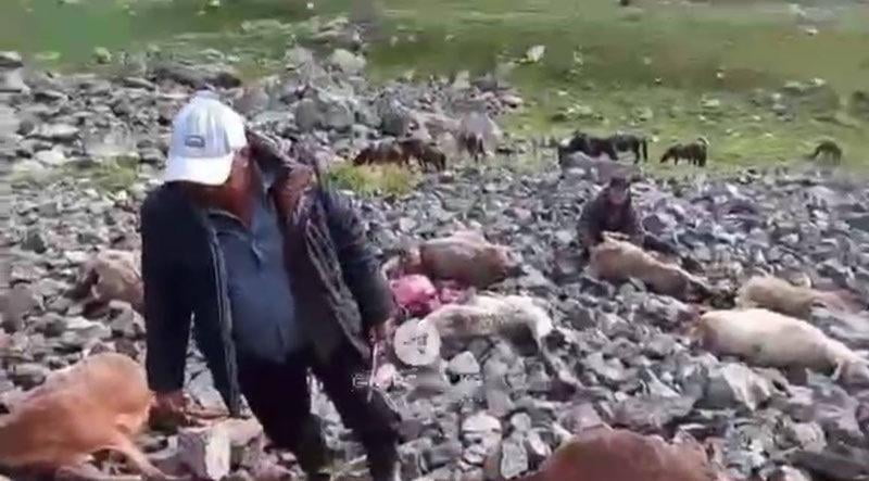 Қирғизистонда 60 та қўй яшин уриб, нобуд бўлди