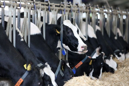 Қорамолларда юқумли касаллик тарқалгани рад этилди