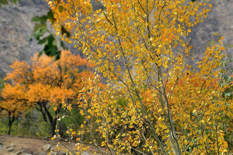 2 ноябрь учун об-ҳаво прогнози эълон қилинди