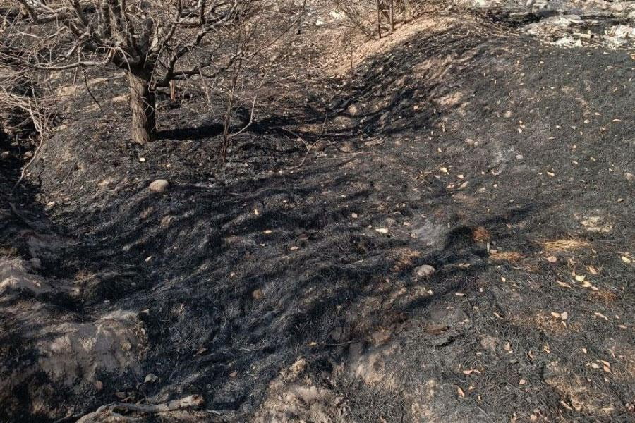 Piskentda salkam 16 ming tup olxo‘ri daraxti yonib ketdi