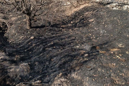 Piskentda salkam 16 ming tup olxo‘ri daraxti yonib ketdi