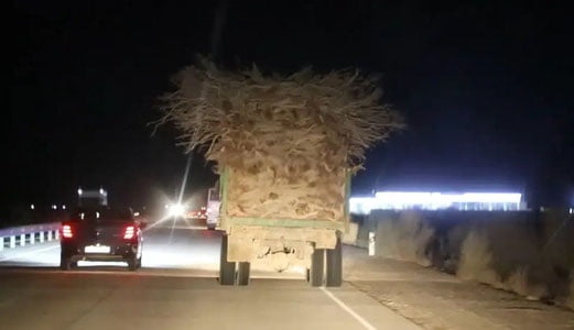 Buxoroda saksovul o‘g‘rilari salkam 40 mln jarimaga tortildi