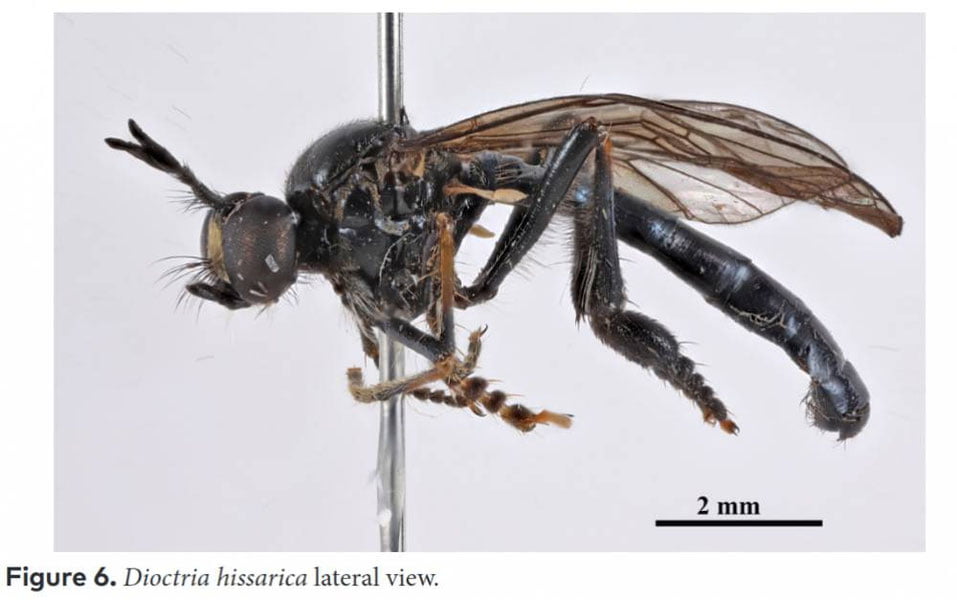 O‘zbekistonda fanga noma’lum hasharotlar topildi