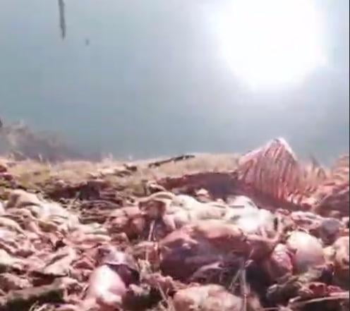 Оққўрғонга 13 та эшак гўшти ташлаб кетилгани ростми?