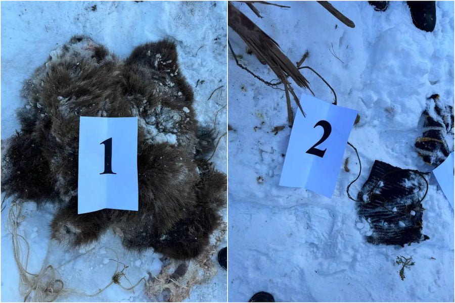 Бўстонлиқда Қизил Китобга киритилган қўнғир айиқ ўлдирилди