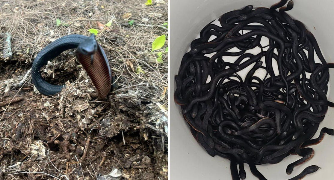 Австралияда уй ҳовлисидан 102 та илон топилди