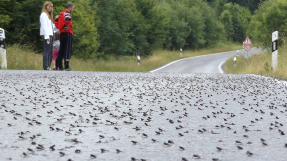 Angliyada qurbaqalar xavfsizligi uchun yo‘l 1,5 oyga yopildi