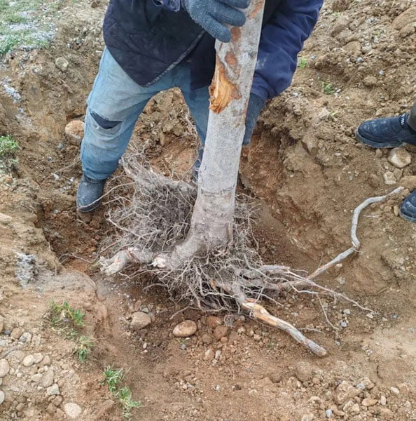 Фарғонада 270 туп дарахт ноқонуний кўчирилди