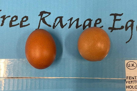 Angliyada tovuq tuxumi kimoshdi savdosida sotildi