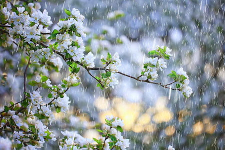 17 апрель учун об-ҳаво прогнози эълон қилинди