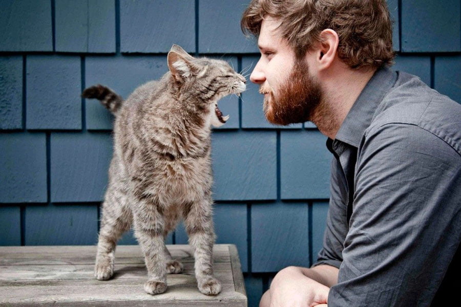 Сунъий интеллект мушуклар тилини таржима қилади