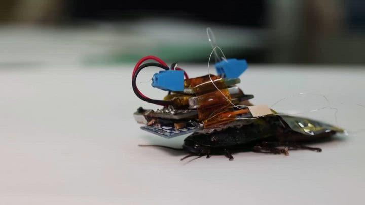 Хитойда асаларини микрочип ёрдамида масофадан бошқариш тизими яратилди