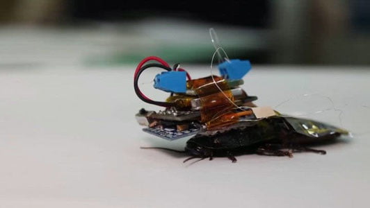 Хитойда асаларини микрочип ёрдамида масофадан бошқариш тизими яратилди