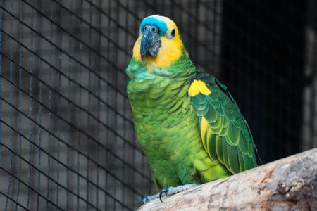 Британияда тўтиқуш наркобаронни тутишга ёрдам берди