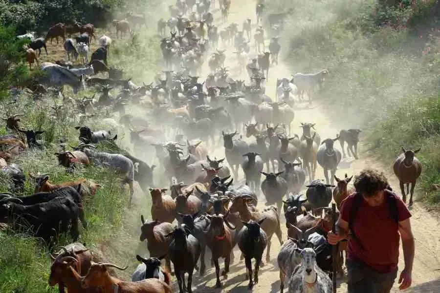 Оч қолган эчкилар Испанияда “тирик ўт ўчирувчи”га айланди