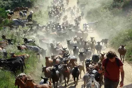 Оч қолган эчкилар Испанияда “тирик ўт ўчирувчи”га айланди