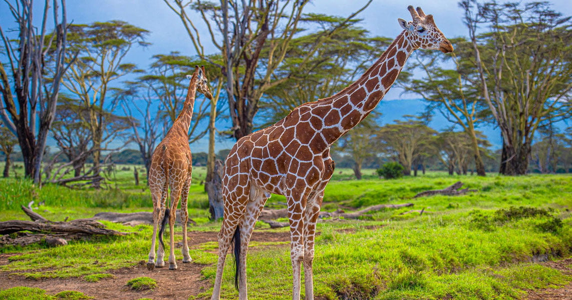 Keniyada samolyot jirafa bilan to‘qnashib ketdi
