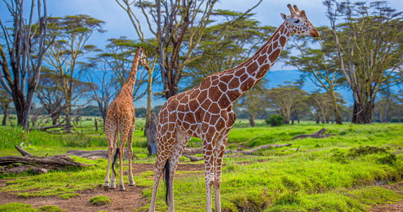 Keniyada samolyot jirafa bilan to‘qnashib ketdi