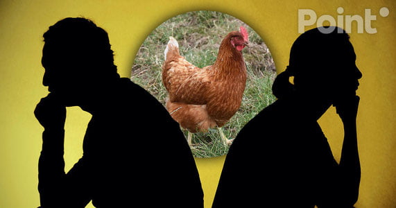 Xitoyda er-xotin tovuqlar sabab ajrasha olmadi