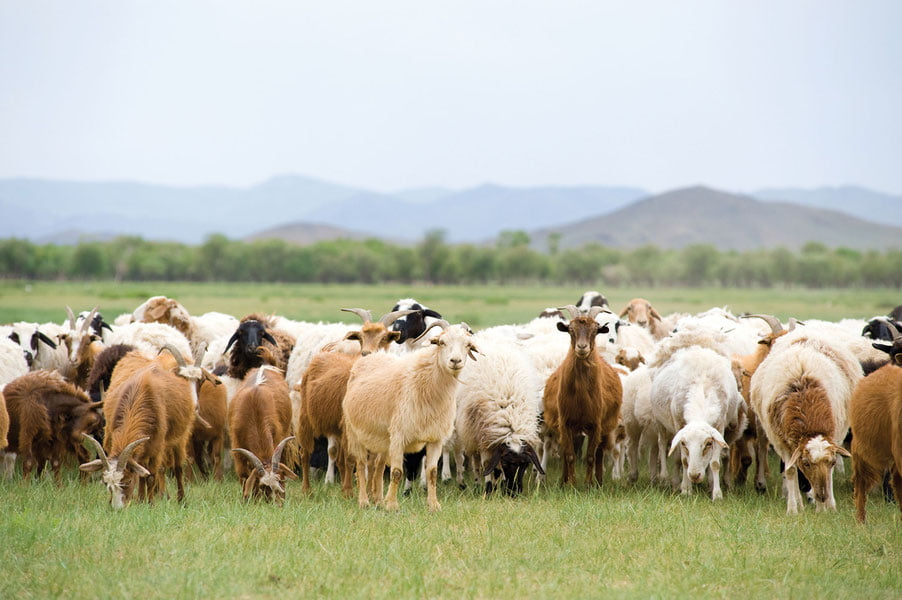 Go‘sht yanada arzonlashishi mumkin: Mo‘g‘ulistondan O‘zbekistonga 100 ming bosh qo‘y va echki olib kelinadi
