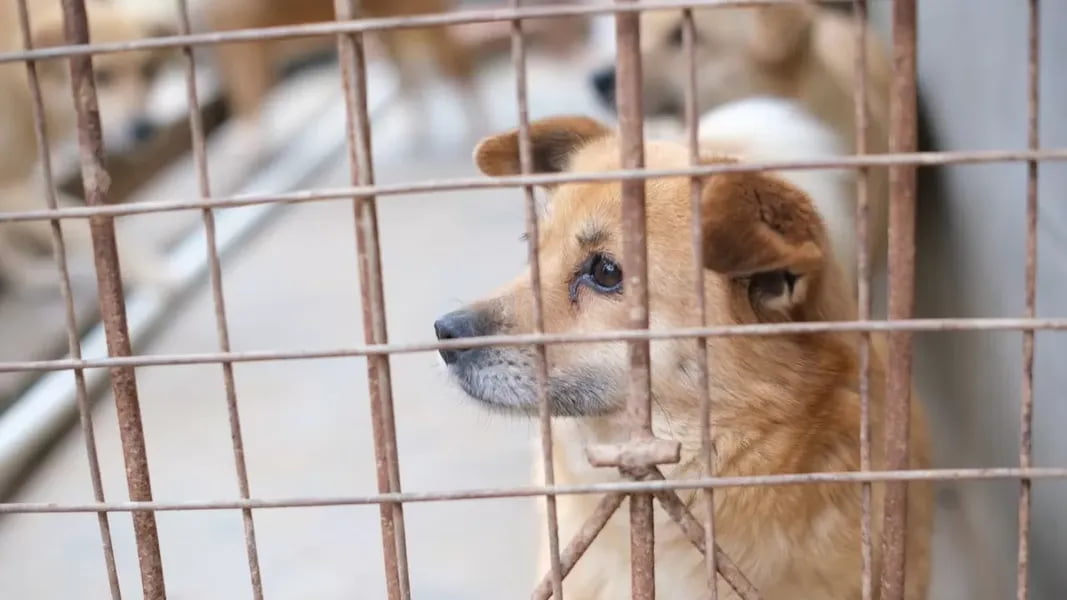 Janubiy Koreyada it go‘shtini yeyish taqiqlandi - fermalarning 70 foizi yopildi