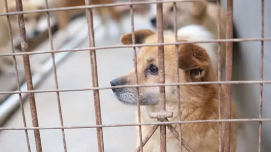Janubiy Koreyada it go‘shtini yeyish taqiqlandi - fermalarning 70 foizi yopildi
