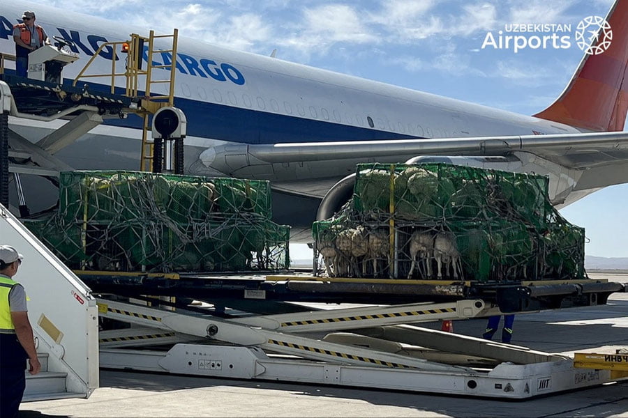 Мўғулистондан Ўзбекистонга самолётда минг бош қўй олиб келинди