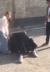 Andijonda ikki maktab qizi o‘rtasidagi bahs mushtlashuvga aylandi