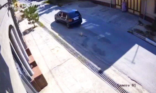 Тошкент вилоятида “Матиз” ҳайдовчиси итни босиб кетди