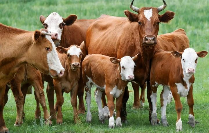 Қирғизистон Ўзбекистонга қорамол экспортини кескин қисқартирди