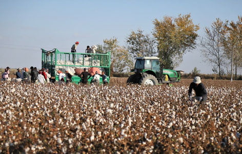 Paxta terimiga majburlagan “zamhokim” 20 mln 600 ming so‘m jarimaga tortildi