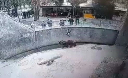 Toshkentda ona 7 yoshli qizini pichoqlab o‘ldirdi