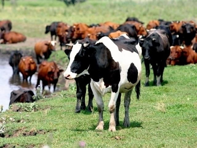 “Sertifikat sotgan fermerlarni afv etish imkonsiz” — Qirg‘iziston Soliq xizmati raisi