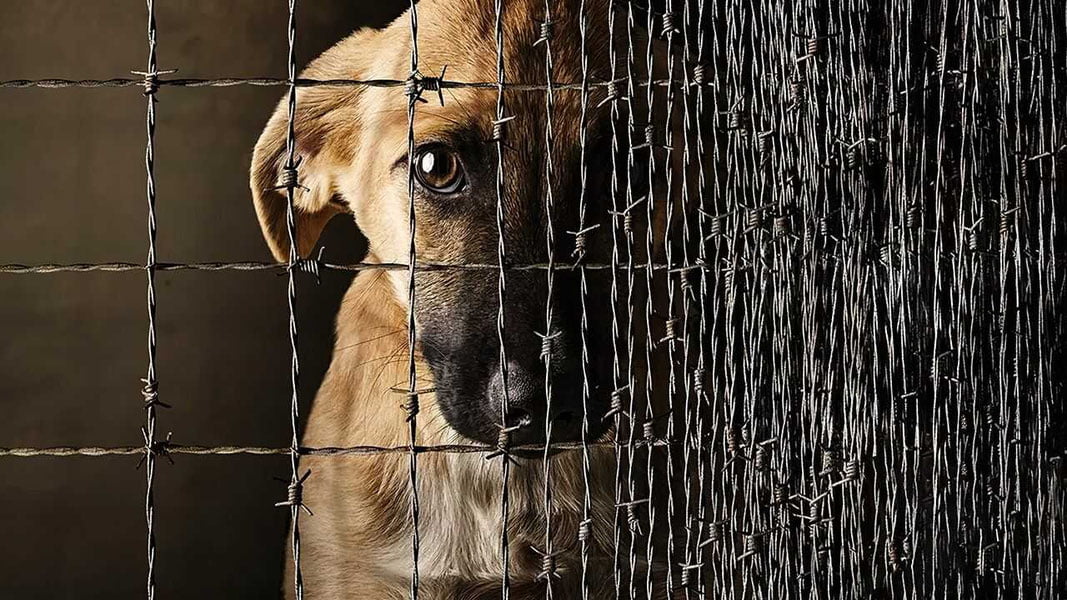 6 oyda hayvonlarga shafqatsiz munosabatda bo‘lgan 34 kishi javobgarlikka tortildi