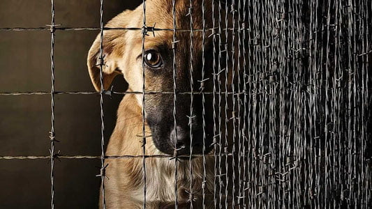 6 oyda hayvonlarga shafqatsiz munosabatda bo‘lgan 34 kishi javobgarlikka tortildi