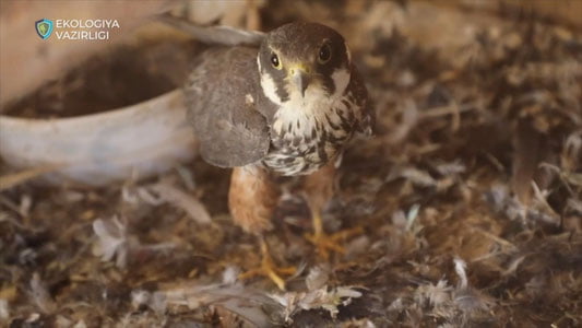 Тошкент вилоятида фуқаро ноқонуний лочин сақлагани учун 620 млн сўм товон тўлайди