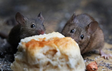 АҚШ ва Буюк Британия шаҳарлари каламушлардан азият чекмоқда