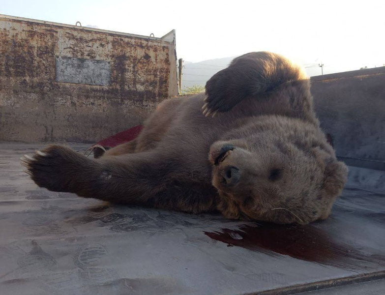 Бўстонлиқда айиқ ўлдирилгани айтилмоқда