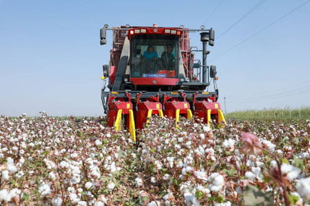 Surxondaryo paxta rejasini birinchi bo‘lib bajardi