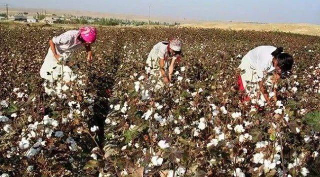 Surxondaryoda ayollar majburiy terimga chiqarilgani tasdiqlandi